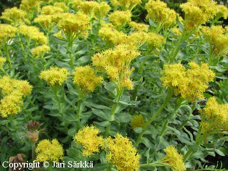 Pohjanruusujuuri, Rhodiola rosea